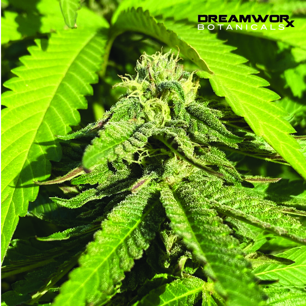 Wholesale Weed For Sale Oklahoma City - DreamWoRx' Broad Spectrum Relief - DreamWoRx Wholesale Weed OKC - Broad Spectrum Tinctures OKC