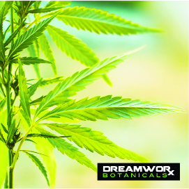 CBD Oil Manufacturing Fort Worth - How Is CBD Oil Made - How Is DreamWoRx CBD Oil Manufacturing Fort Worth Made - DreamWoRx CBD Oil