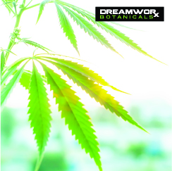 CBD Store Fort Worth - What Makes Quality CBD - Where Is CBD Store Fort Worth - What Makes DreamWoRx CBD Quality Fort Worth