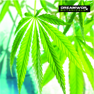 Shop CBD Fort Worth - Where To Get CBD Products - DreamWoRx CBD Shop Fort Worth - Where To Get DreamWoRx CBD Products Fort Worth