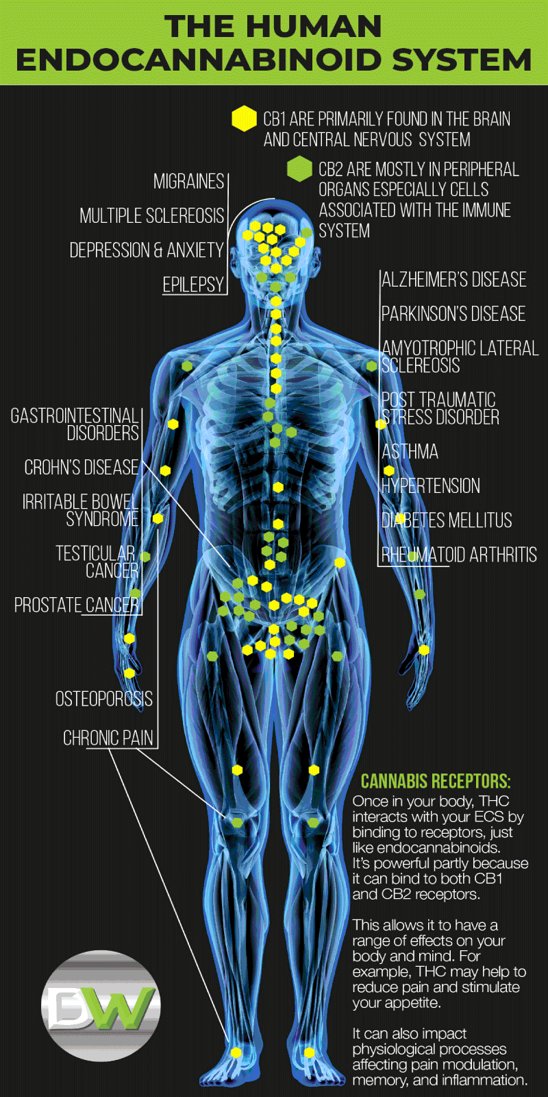 Endo-System-Man-Website